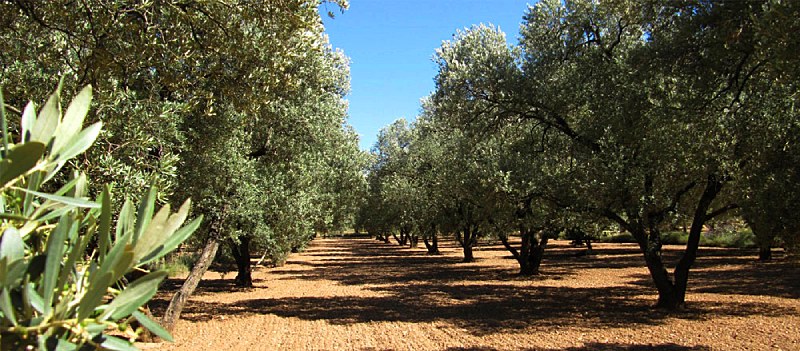 Olivos de Aragón