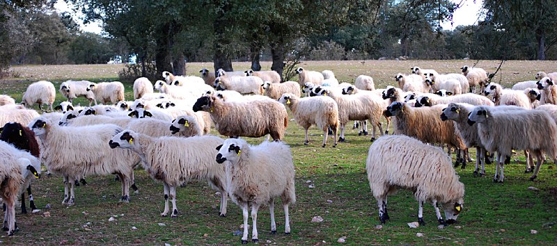 Queso de ovejas churras y castellanas