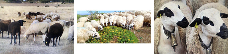 Razas de ovejas de Castilla y León